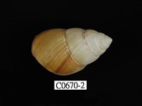 藏品(斯文豪長蝸牛)的圖片